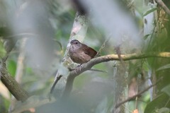 Illadopsis albipectus