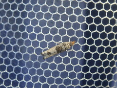Spilonota constrictana