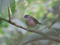 Illadopsis albipectus