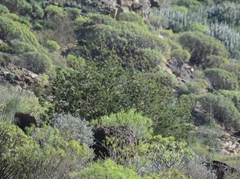 Juniperus canariensis
