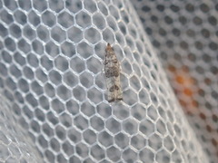 Spilonota constrictana