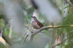 Illadopsis albipectus