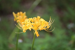 Lycoris aurea