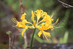 Lycoris aurea