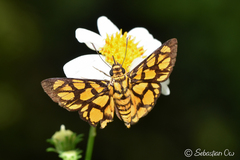 Odina hieroglyphica