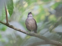 Illadopsis albipectus