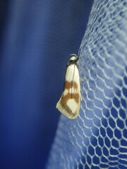 Antipterna trilicella