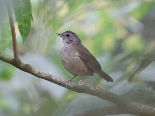 Scaly-breasted Illadopsis (Illadopsis albipectus), photo 9