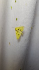 Heliothis molochitina