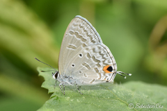 Catochrysops panormus