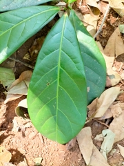 Alseodaphne semecarpifolia