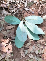 Alseodaphne semecarpifolia