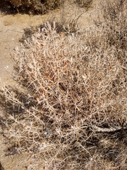 Tetradymia stenolepis