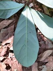 Alseodaphne semecarpifolia