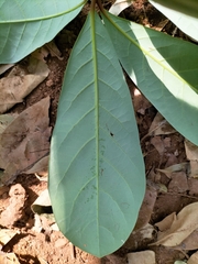 Alseodaphne semecarpifolia