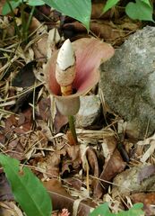 Amorphophallus