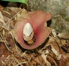 Amorphophallus