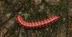 Antheromorpha uncinata