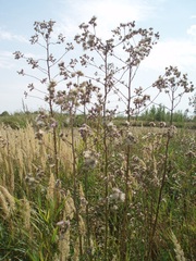 Cirsium brachycephalum