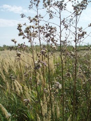 Cirsium brachycephalum