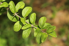 Canthium glaucum subsp. frangula image