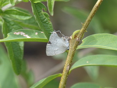 Symbiopsis lenitas