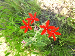 Oxypetalum coccineum