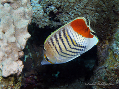 Chaetodon paucifasciatus