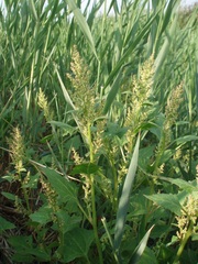 Oxybasis chenopodioides