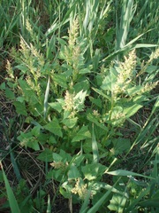 Oxybasis chenopodioides