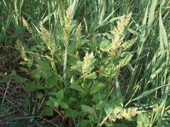 Oxybasis chenopodioides