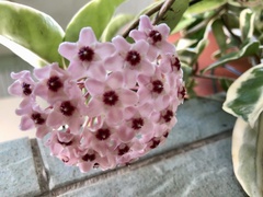 Hoya carnosa