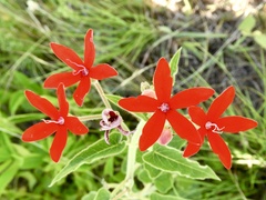 Oxypetalum coccineum