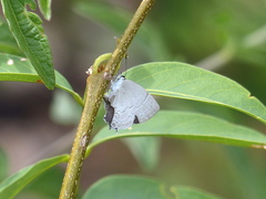 Symbiopsis lenitas