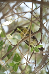 Cinnyris mariquensis