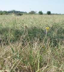 Scorzonera parviflora