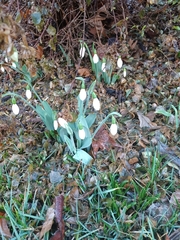 Galanthus elwesii