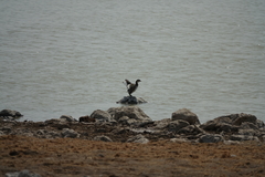 Tachybaptus ruficollis capensis