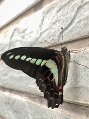 Graphium sarpedon connectens