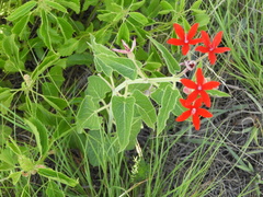 Oxypetalum coccineum