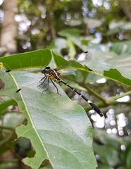 Austrogomphus prasinus