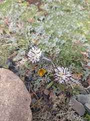 Hypochaeris incana