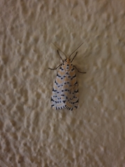 Lepidoptera