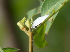 Symbiopsis lenitas