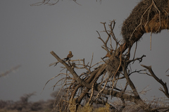 Falco rupicoloides