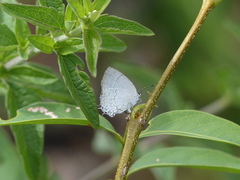 Symbiopsis lenitas