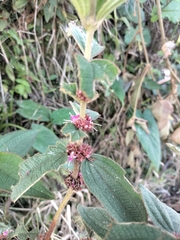 Miconia rubra