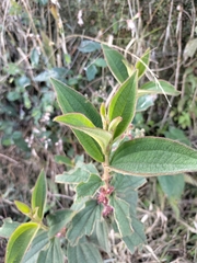 Miconia rubra