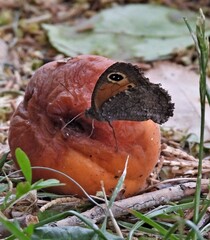 Haywardella edmondsii