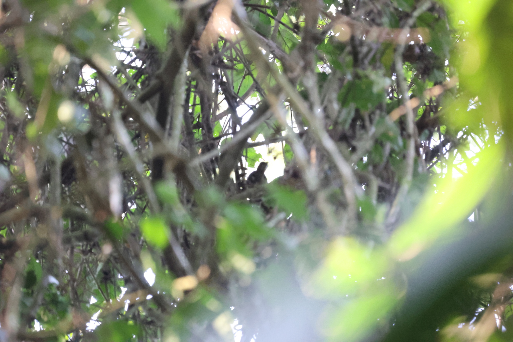 Brown Illadopsis (Illadopsis fulvescens), photo 1